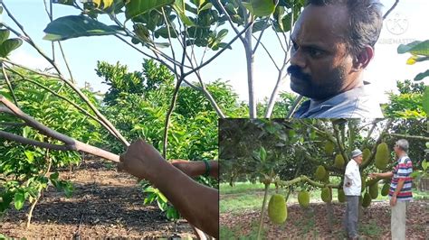 Jackfruit Tree Lateral Branches Training / Pruning - Minimise Post Harvest Losses & Maximize ...