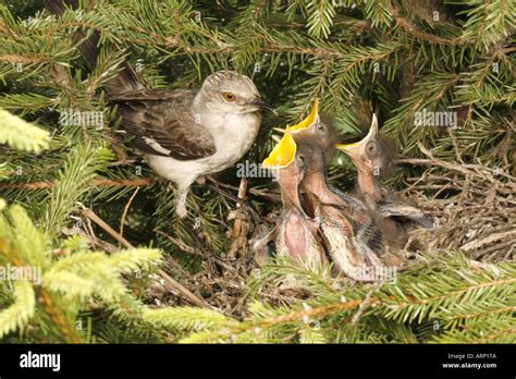 Northern Mockingbird Feeding Nestlings in Nest in Spruce Tree Stock Photo - Alamy