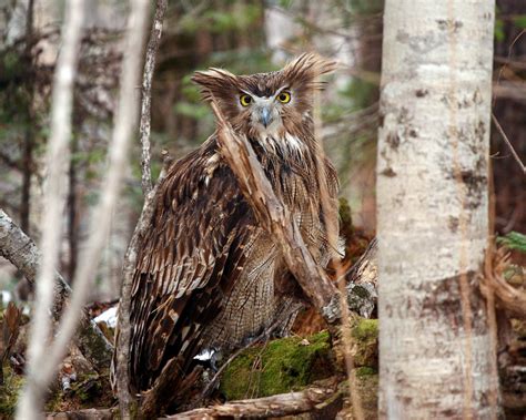 Searching for Elusive Blakiston's Fish Owls in the Ancient Forests of Primorye | Audubon