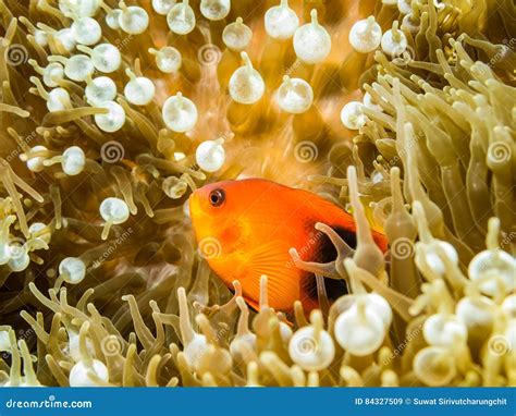 Red Saddleback Anemonefish in the Anemone Stock Image - Image of underwater, wild: 84327509