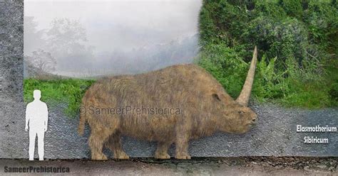 Elasmotherium Sibiricum Size by SameerPrehistorica on DeviantArt