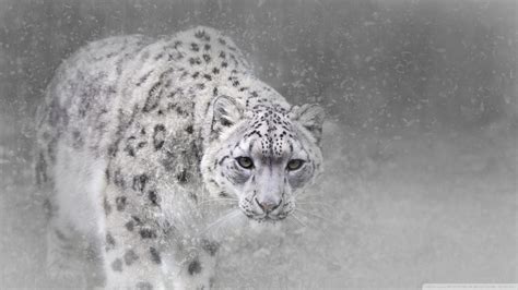 Snow Leopard Ultra HD Desktop Background Wallpaper for 4K UHD TV ...