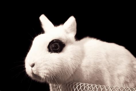 Dwarf Hotot Rabbit (Size, Color, Temperament, Behavior)