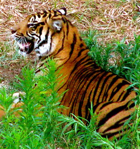 Tiger Roar by Debra Vatalaro