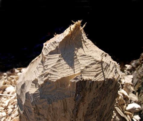 Close-up Of Beaver Teeth Marks Stock Photo - Image: 9542700