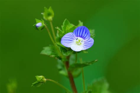 Speedwell Common Field - Free photo on Pixabay