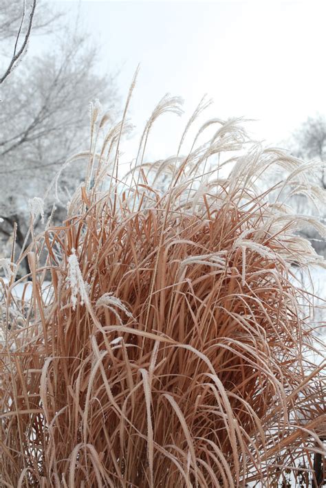 Wiese Acres: Ornamental Grass Care