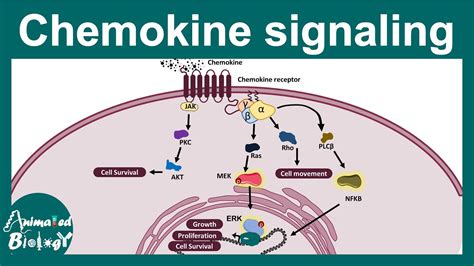 Chemokines | Chemokine signaling | Chemokines and cancer | how ...