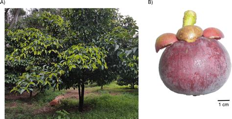 A representative mangosteen tree grown at the experimental plot of... | Download Scientific Diagram