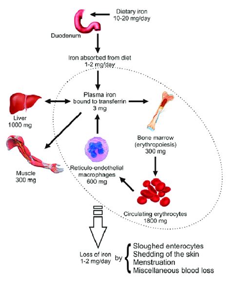 Distribution of body iron. The adult human body has approximately 4 g ...