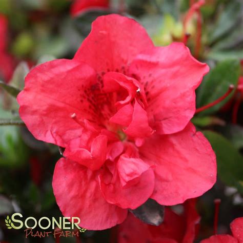 Autumn Fire® Encore® Azalea | Sooner Plant Farm