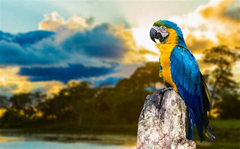 Cool Parrot Wallpapers - Top Free Cool Parrot Backgrounds - WallpaperAccess