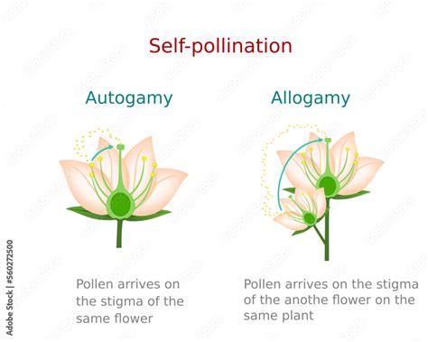 Self-pollination. Diagram showing pollination of flower, allogamy and ...