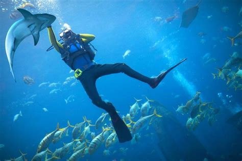 Sensational Scuba Diving Spots in Dubai - Dubai Travel Planner