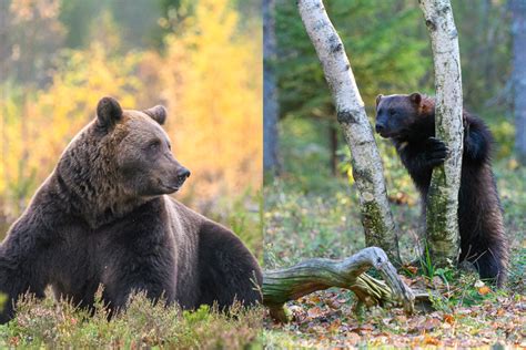 Trip to Finland: Bear and Wolverine - PhotoLogistics