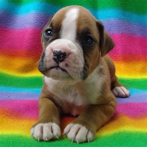 Mini Boxer Puppies For Sale/mini Boxer Puppies