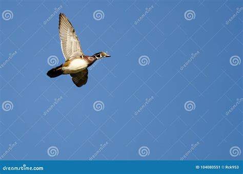 Male Wood Duck Flying in a Blue Sky Stock Image - Image of bird, wildlife: 104080551