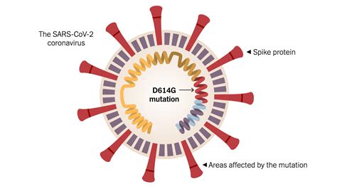 coronavirus mutations affect deadliness of strains