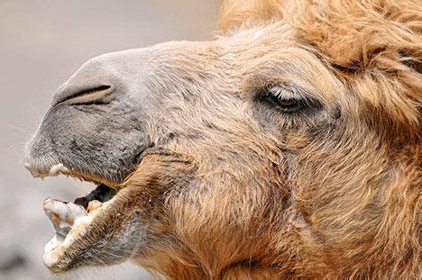 More Than 1 Million Feral Camels are taking Over the Australian Outback ...