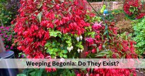 Weeping Begonia: Are They Real? - Succulent Path