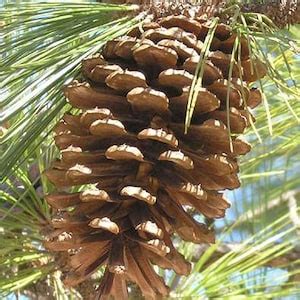 Longleaf Pine Longleaf Pine Cones Pine Cones Natural - Etsy