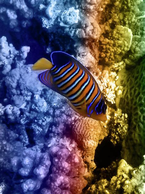 The Colorful Royal Angelfish Of The Red Sea Photograph by Johanna Hurmerinta - Pixels