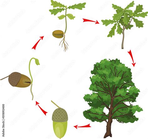 Life Cycle Of Oak Tree Growth Stages From Acorn And Sprout To Old Tree – NBKomputer