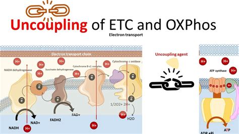 Oxidative Phosphorylation Electron Transport Chain