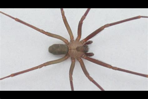 Poisonous Spiders of New Jersey | eHow