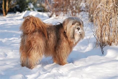 How Much Does a Tibetan Terrier Cost? Puppy Price & Expenses