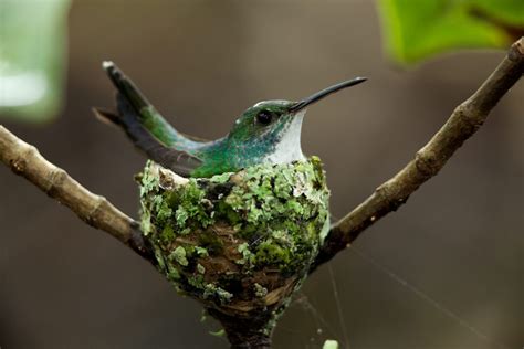 Bird In Everything: Hummingbird Nesting Box