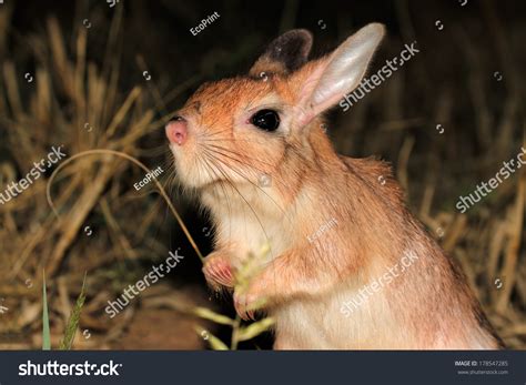 Portrait South African Springhare Pedetes Capensis Stock Photo 178547285 | Shutterstock