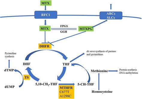 Simplified scheme of folate metabolism pathway targets of MTX. MTX ...