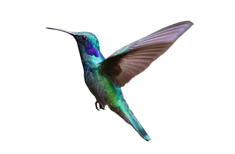 hummingbird clipart pictures 10 free Cliparts | Download images on Clipground 2024