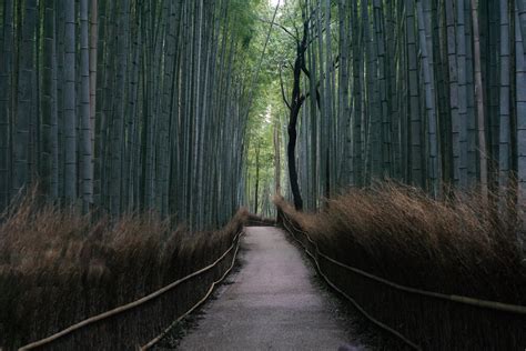 Bamboo Forest, Arashiyama, Kyoto : r/japanpics