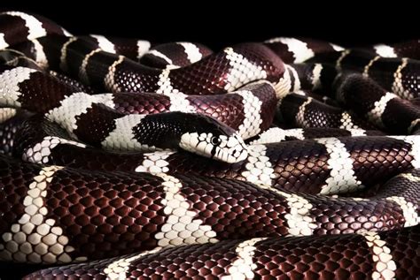 California King Snake Size. How big do they get? | BALL PYTHON BREEDER UK