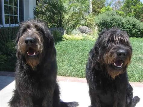 Labradoodle Growth Chart. Labradoodle Weight Calculator.