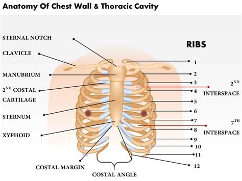 0514 Anatomy Of Chest Wall And Thoracic Cavity Medical Images For ...