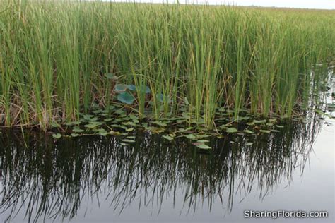 Alligator Alley – Southern Florida - 75 Through the Florida Everglades ...