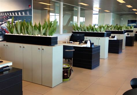 Top 8 Natural Green Plants Suits Your Office Indoors - Blogrope