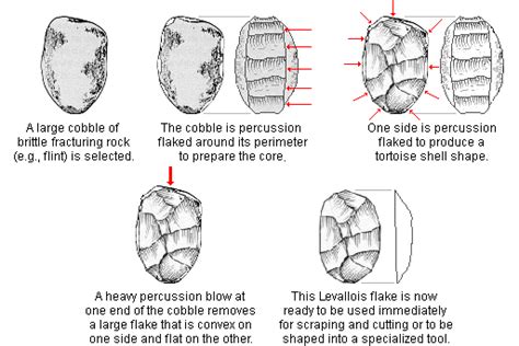 Cultural Evolution - Human Evolution