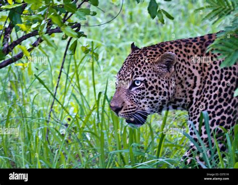 Male Leopard hunting in the bush Stock Photo - Alamy