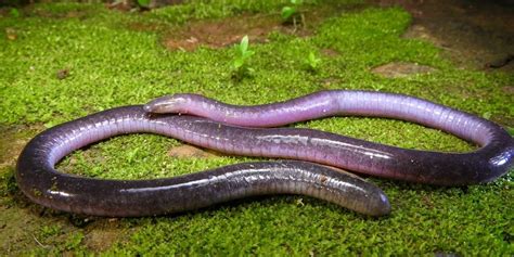 The Amazing Caecilians — Tetrapod Zoology