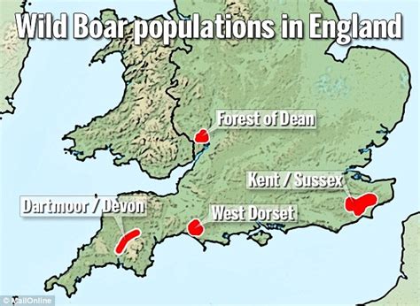 Wild boar cull in Forest of Dean sparks protests | Daily Mail Online