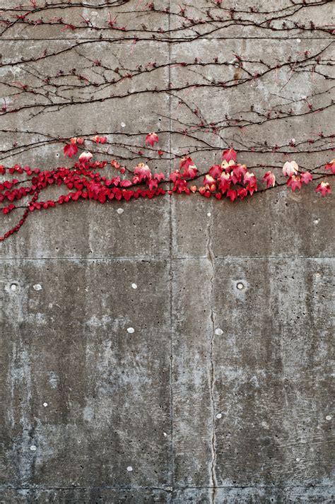 Free Images : tree, branch, wood, vine, texture, leaf, fall, flower, wall, line, red, color, ivy ...