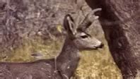 Deer Rock On GIF - Deer Rock On - Discover & Share GIFs