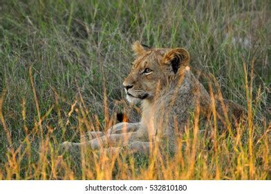 Mating Lion Couple Snuggle Stock Photo 64108507 | Shutterstock