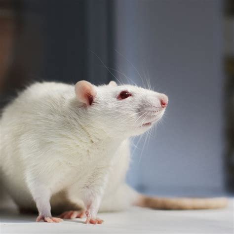 Lab Rats Are Relaxed When They Drive, Study Shows