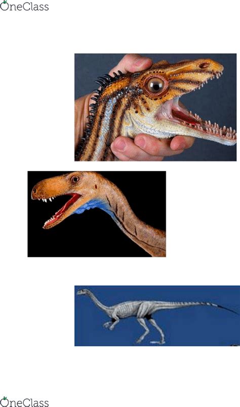 GEOL 305 Lecture 10: Intro to Saurischian Prosauropoda (Day 10) - OneClass