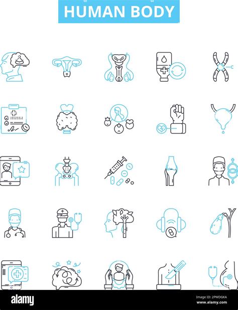 Human body vector line icons set. Anatomy, Physiology, Skeleton, Organ, Muscle, Cell, Thorax ...